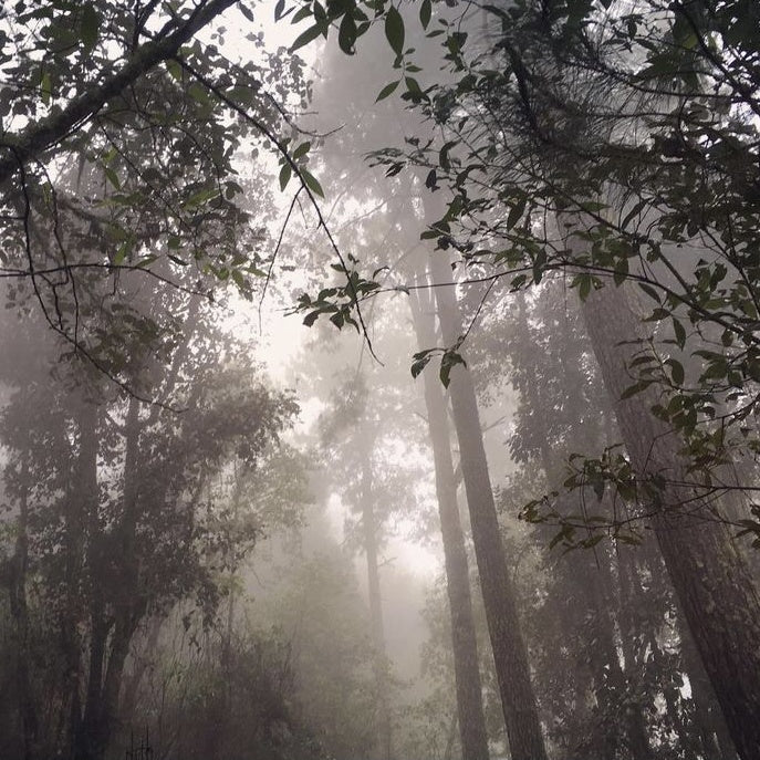 Oaxaca Mexico Fog Forest Copal Resin